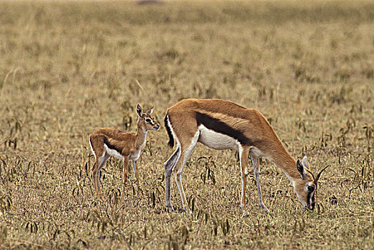 汤氏瞪羚,幼兽,马赛马拉,公园,肯尼亚