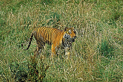 孟加拉虎,虎,高草