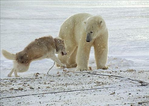 北极熊,调查,雪橇狗,丘吉尔市,曼尼托巴,加拿大