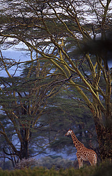 照片,长颈鹿,非洲