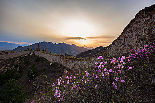 涞源长城的杜鹃花