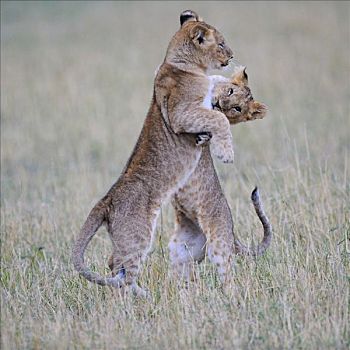 狮子,玩,幼兽,国家公园,肯尼亚,东非