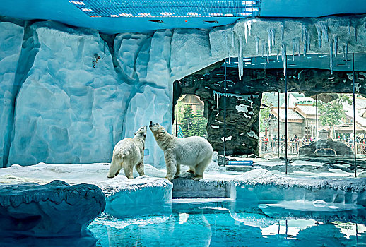 珠海市,长隆国际海洋王国,海洋主题乐园,北极熊馆,北极熊