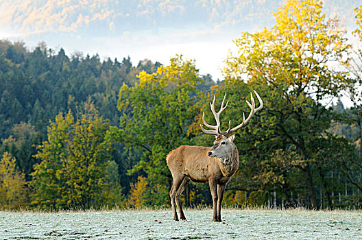 红鹿,马鹿,鹿,站,霜,覆盖,秋天的田野,巴伐利亚,德国