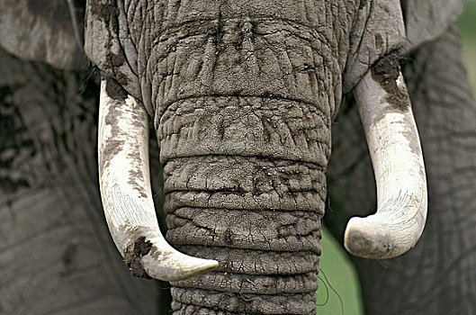 非洲象,特写,獠牙,马赛马拉,公园,肯尼亚