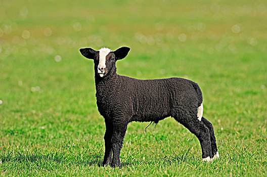 绵羊,家羊,羊羔,草场,北荷兰,荷兰,欧洲