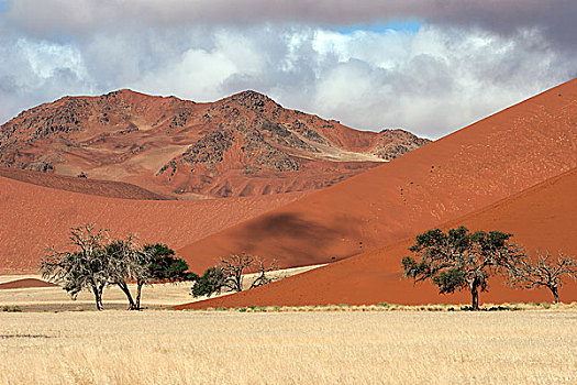 沙丘,骆驼,刺,树,索苏维来地区,纳米布沙漠,纳米比诺克陆夫国家公园,纳米比亚,非洲