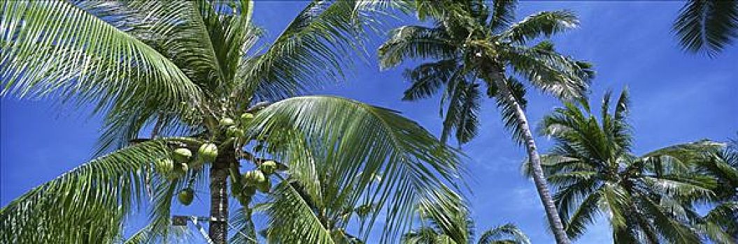 椰树,宿务岛,菲律宾