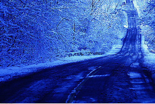 道路,树,冬天,多伦多,安大略省,加拿大