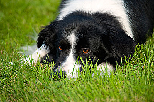 博德牧羊犬,狗,女性