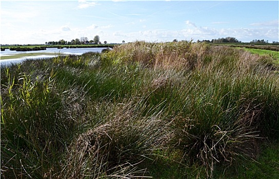 湿地,自然保护区,绿色,靠近,自然,纪念碑,乡村,北方,荷兰
