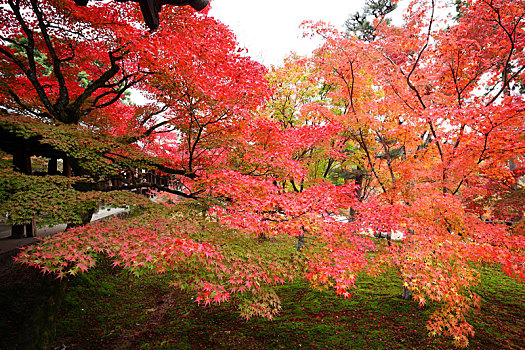 日本京都东福寺