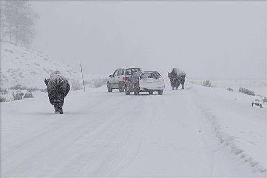 野牛,走,暴风雪,道路,黄石国家公园