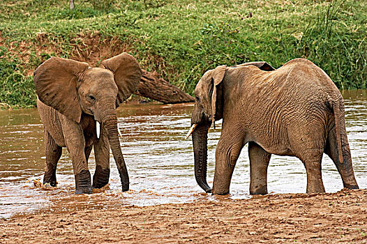 非洲象,站立,河,马赛马拉,公园,肯尼亚