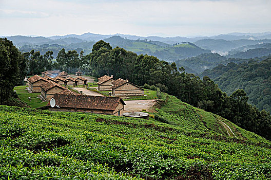 茶园,国家公园,卢旺达,非洲