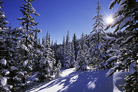 美国,爱达荷,靠近,西部,黄石公园,国家森林,两个,树林,冬景,星放射状