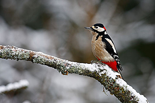 大斑啄木鸟,雄性,雪,枝条,冬天