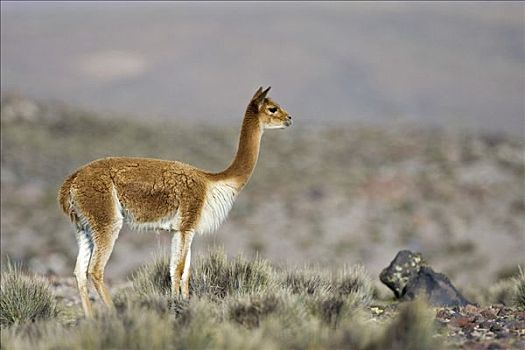 小羊驼,国家公园,智利,南美