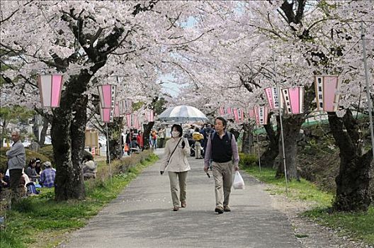 婚姻,日本,伴侣,伞,遮阳伞,走,仰视,花,樱桃树,亚洲