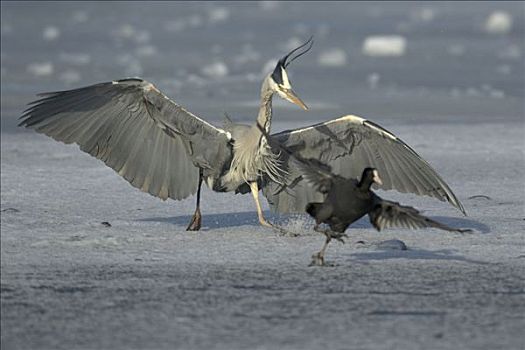 苍鹭,追逐,黑鸭,骨顶鸡,乌瑟多姆岛,德国