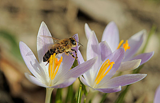 蜜蜂,藏红花,下奥地利州,奥地利,欧洲