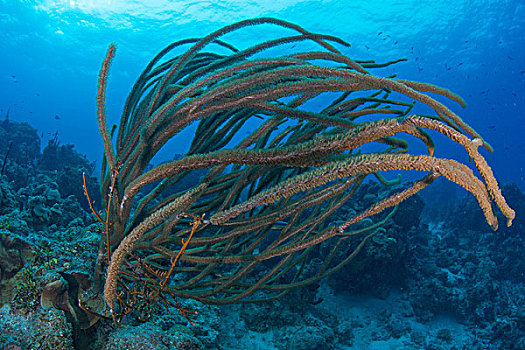 珊瑚,海底,墨西哥,北美