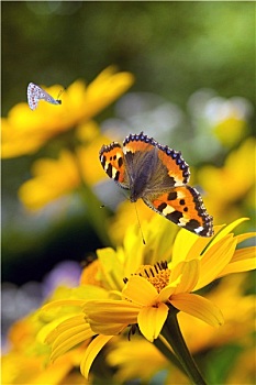 蝴蝶,嗡嗡叫,蜜蜂,向日葵
