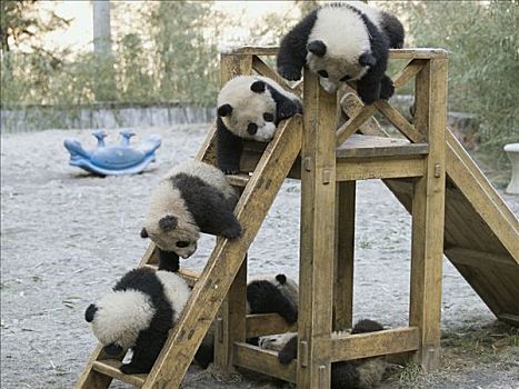 大熊猫,五个,俘获,卧龙大熊猫保护区,中国