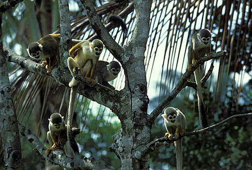 亚马逊河,松鼠猴,枝条,树,雨林