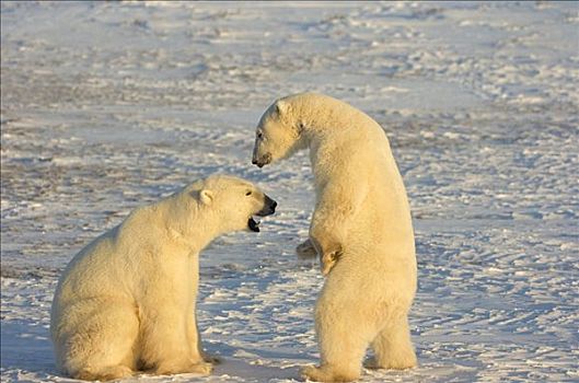 两个,成年,北极熊,打闹,丘吉尔市,曼尼托巴,加拿大