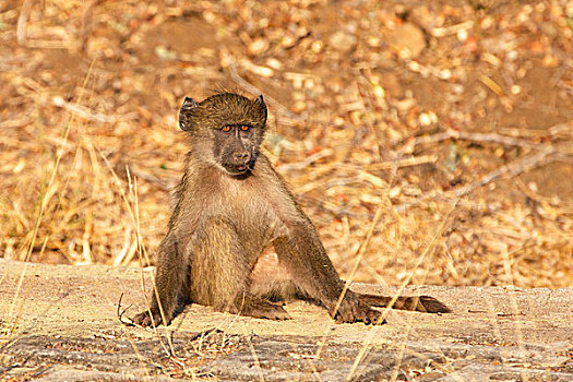 幼兽,东非狒狒,克鲁格国家公园,南非,非洲