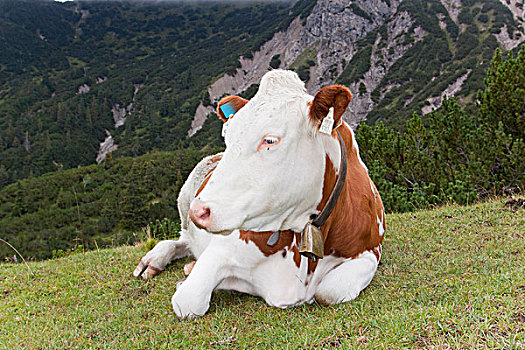 母牛,高山牧场,提洛尔,奥地利,欧洲