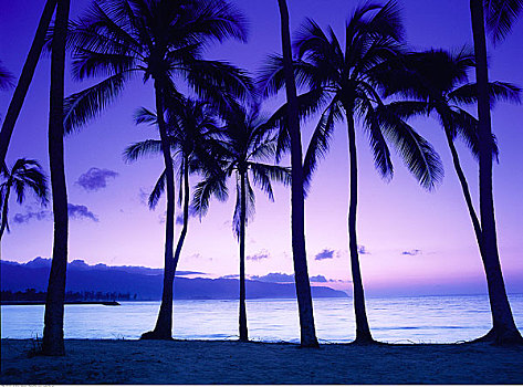 棕榈树,海滩,日落,北岸,瓦胡岛,夏威夷,美国