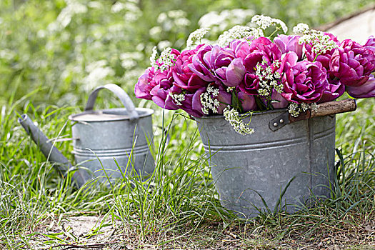 束,粉色,郁金香,桶,花园