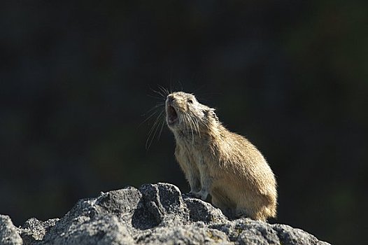 鼠兔,岩石上,秋天