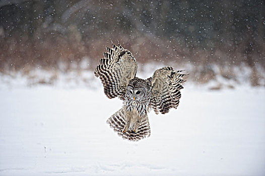 横斑林鸮,陆地,雪中,安大略省,加拿大,冬天