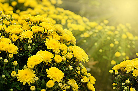 黄色,秋天,菊花,背景