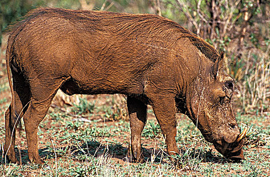 疣猪,雄性,肯尼亚