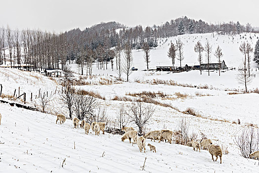 雪中羊群