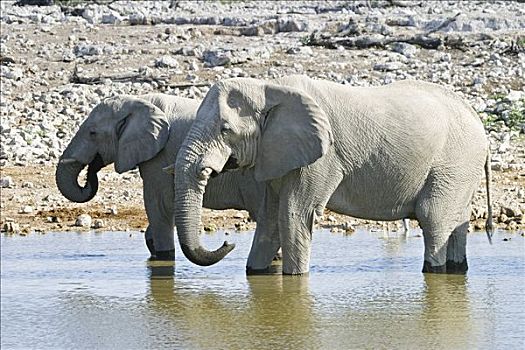 大象,非洲象,水坑,埃托沙国家公园,纳米比亚,非洲