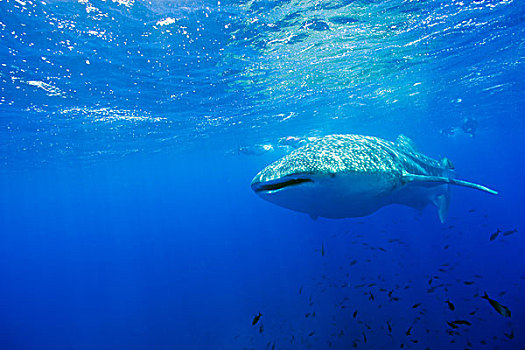 厄瓜多尔,加拉帕戈斯群岛,国家公园,鲸鲨