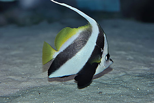 熱帶魚神仙魚