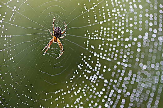 欧洲园蛛,十字园蛛,蜘蛛网,下萨克森,德国,欧洲