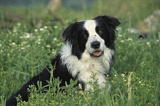 博德牧羊犬,狗,成年,肖像,坐,野花