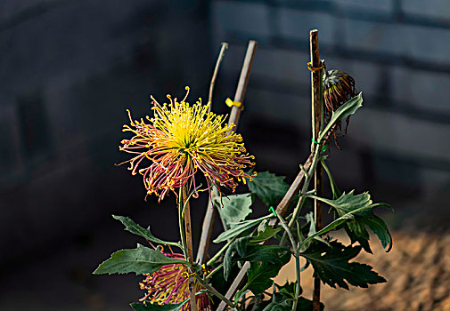 菊花,秋菊