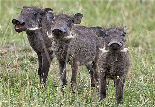 肯尼亚,纳罗克地区,马赛马拉,疣猪,马赛马拉国家保护区