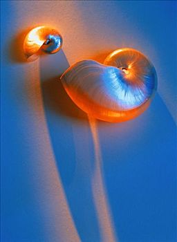 鹦鹉螺,壳