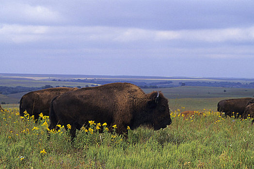 俄克拉荷马,靠近,野牛
