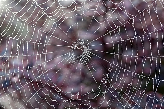 蜘蛛网,模糊,早晨