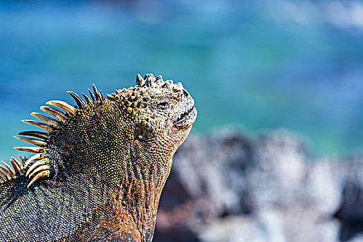海鬣蜥,蓝色背景,加拉帕戈斯